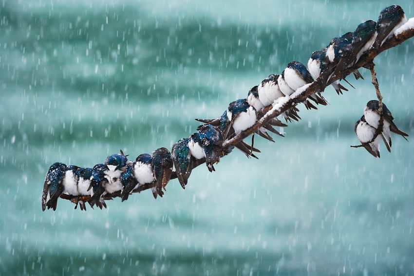 Birds huddled close together on a branch in the snow. Photo by Keith Williams. 