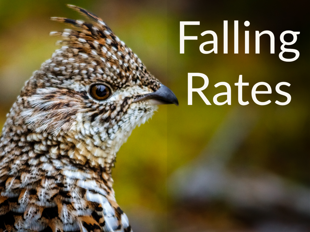 Close up of a ruffed grouse's head looking to the side. Caption saying "Falling Rates." Money For the Rest of Us Podcast.
